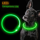 colar de led para cães